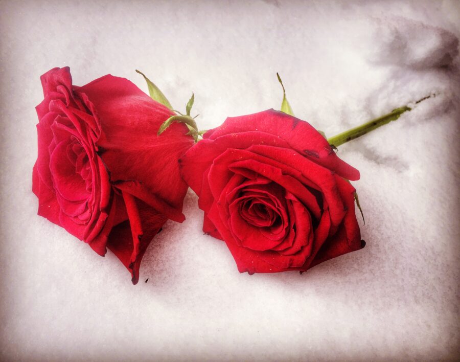 rose rouge