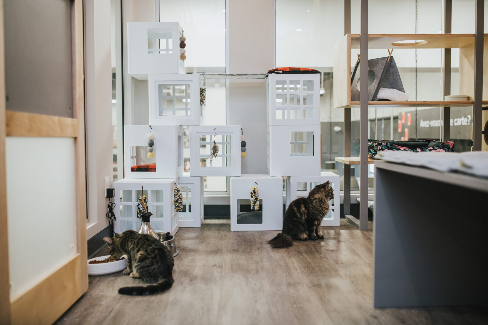 adoption chez Mondou