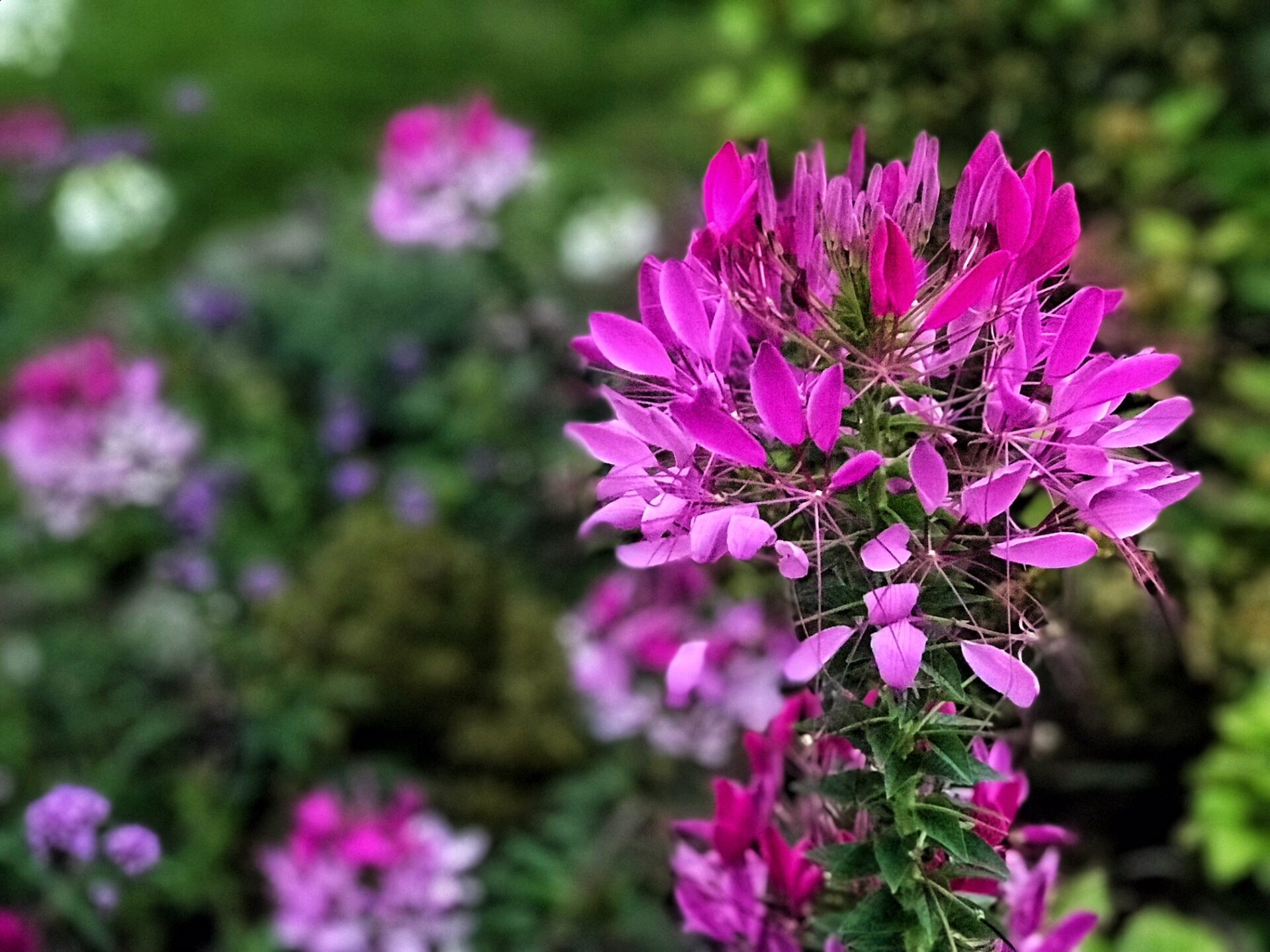 in my garden