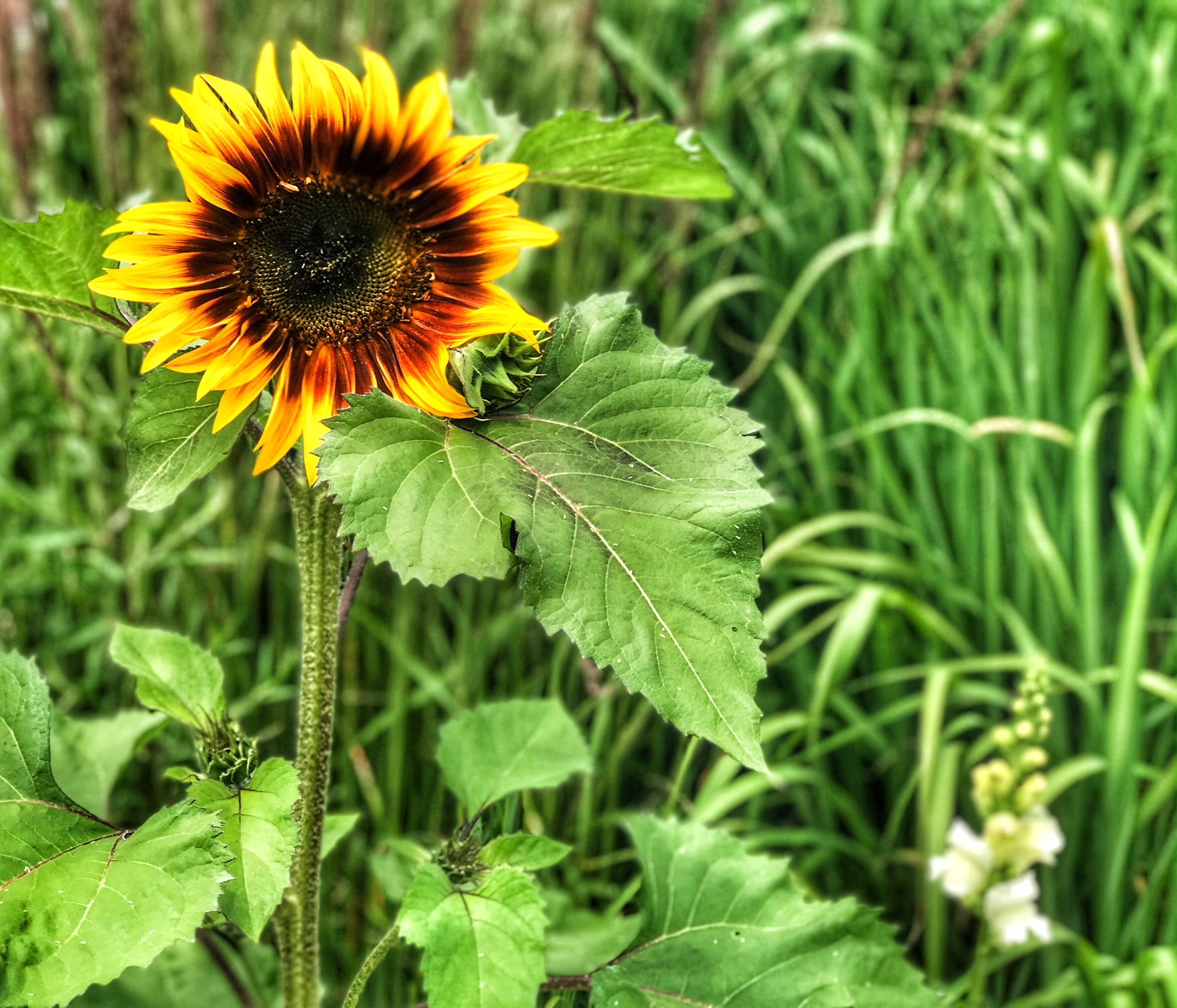 belles photos de fleurs du Québec