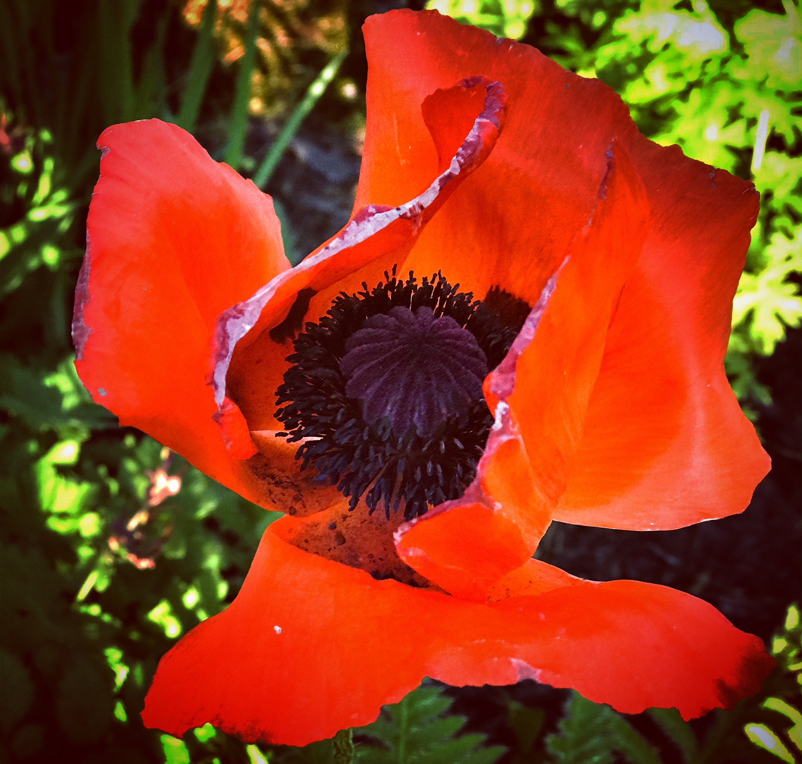 fleur de pavot