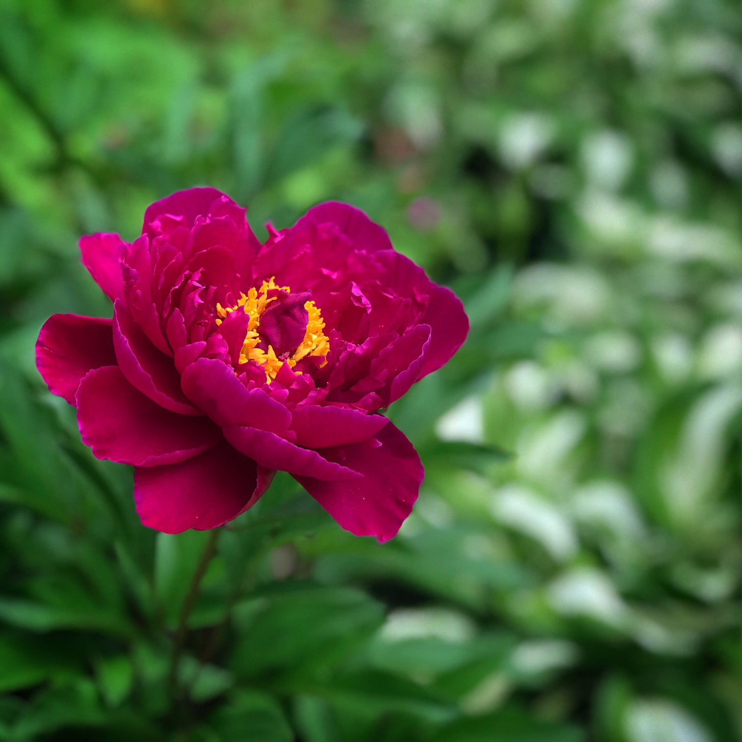 photos de fleurs