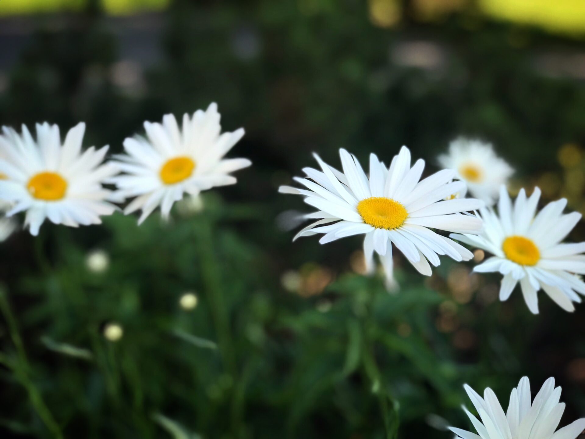plus belles photos de fleurs de champs