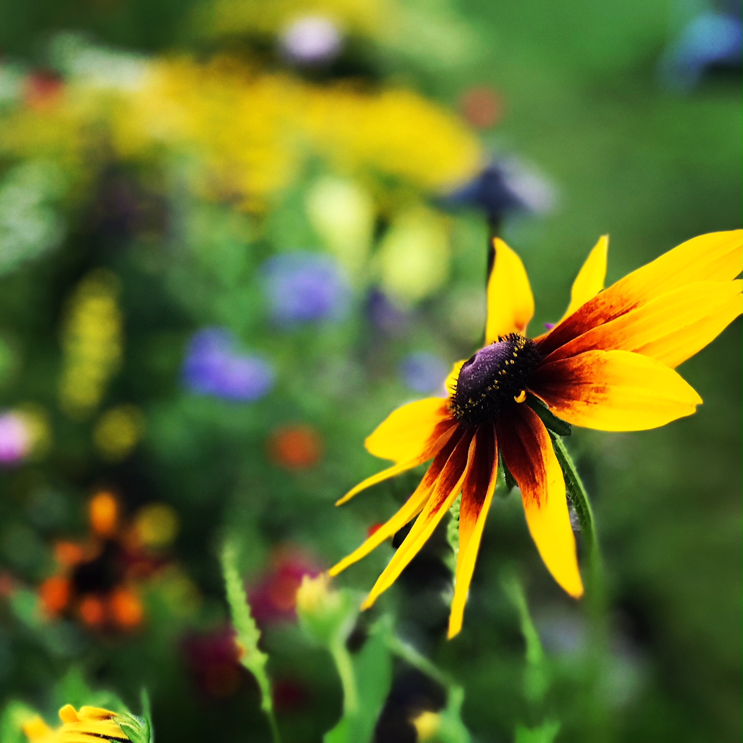 tournesol