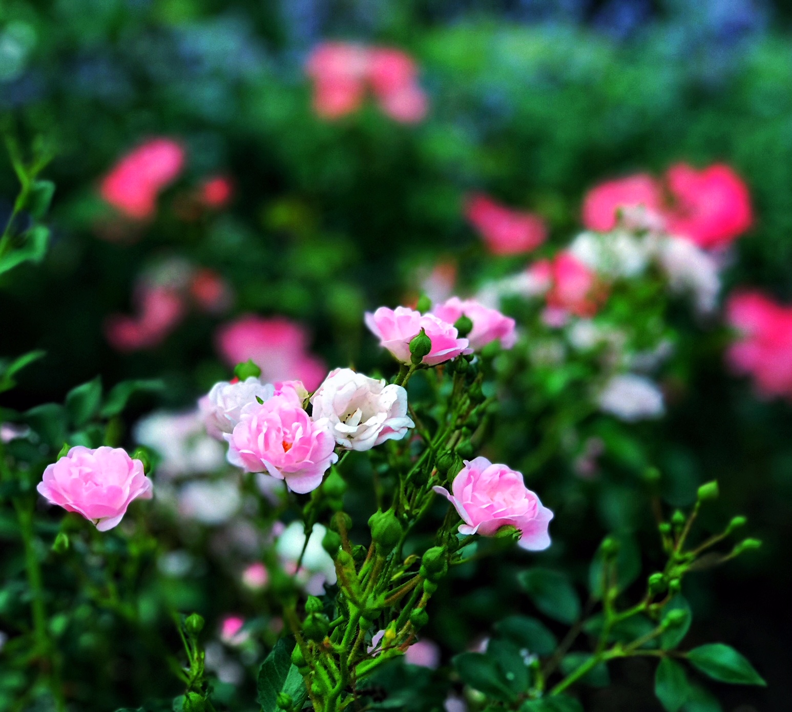 plus belles photos de fleurs