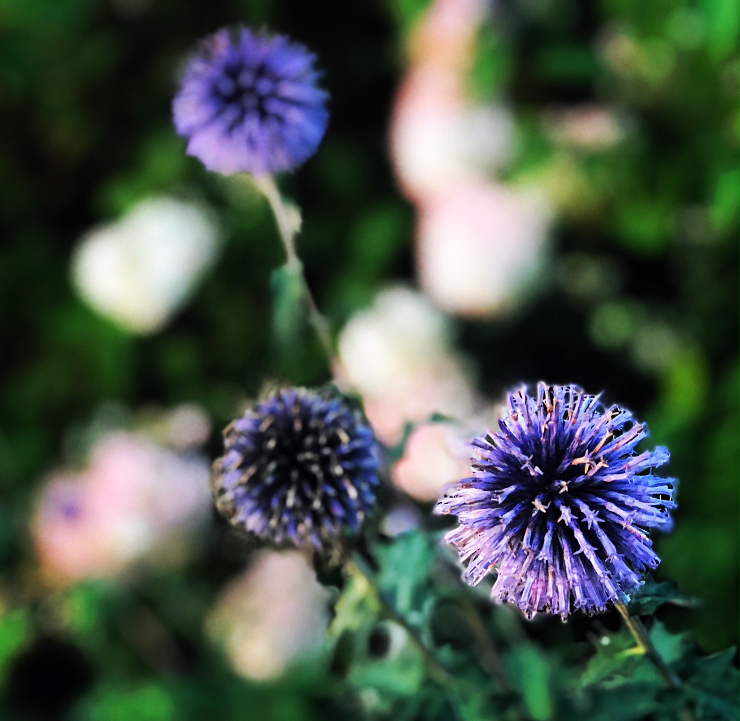 jardin