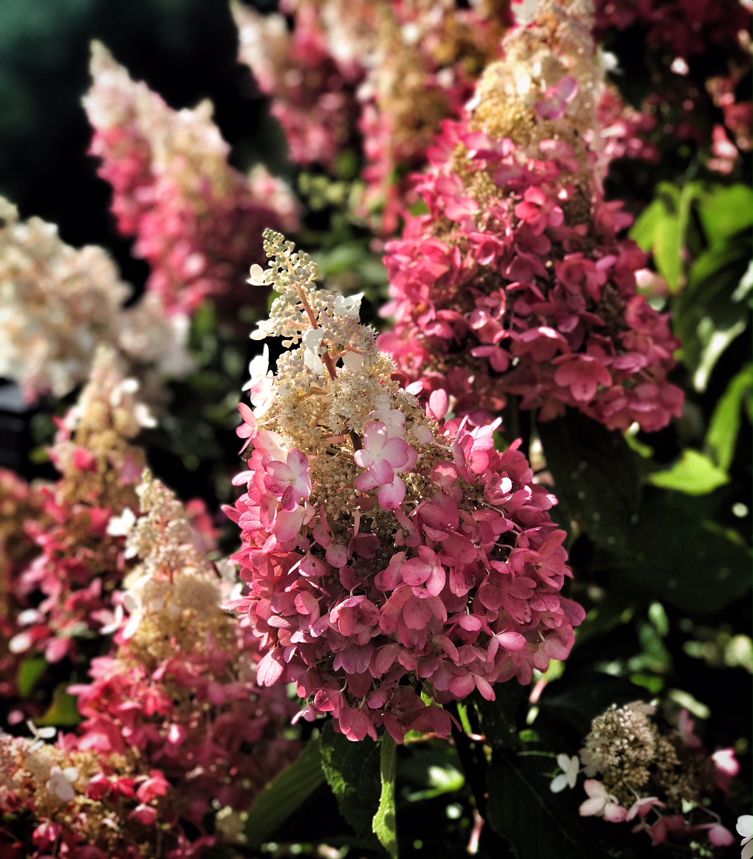 jardins de fleurs