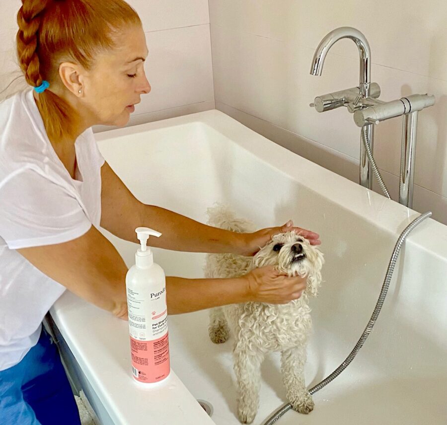 shampoing mauvaises odeurs pour chien