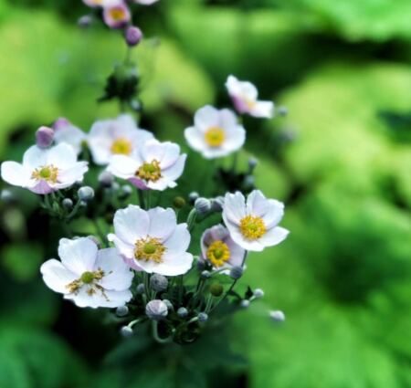 pommiers en fleurs